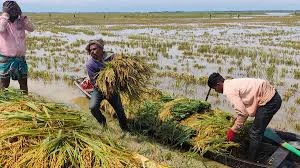 হরমুজ অচলাবস্থায় বৈশ্বিক খাদ্য সংকটের শঙ্কা: এফএওর সতর্কতা