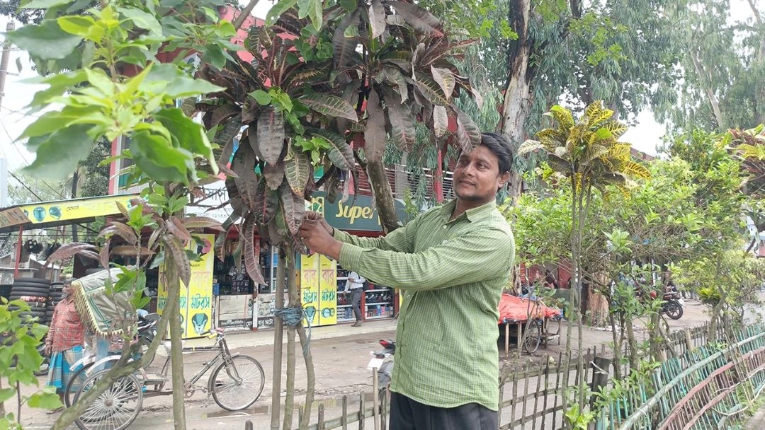 ১২ বছরে ১২ হাজার গাছ: দপ্তরি আনোয়ারের সবুজ বিপ্লব কুড়িগ্রামে
